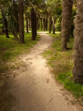 Path through palm trees in a park Stock Photos