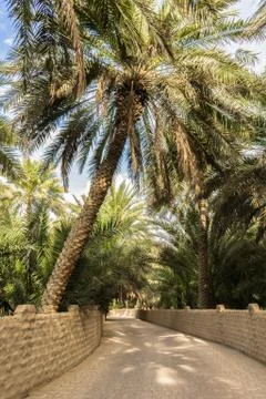 The path through the palms Stock Photos