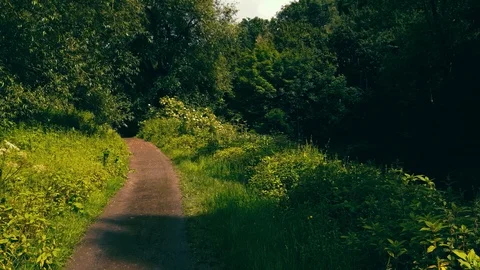 Path through the park after the rain. Stock Footage 121768485