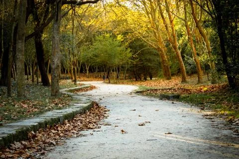 Path Through the Park Stock Photos
