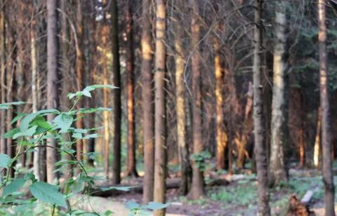 Path through a pine forest, lit by the setting sun Stock Photos