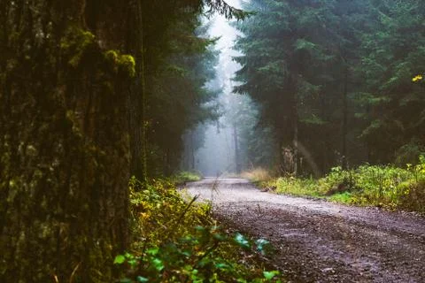 Path through a pine forest on misty autumn day. Stock Photos