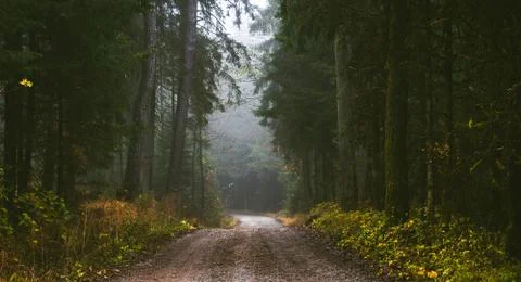 Path through a pine forest on misty autumn day. Stock Photos