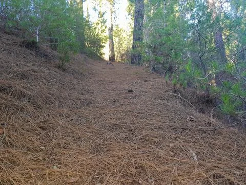 A Path Through the Pine Forest Stock Photos