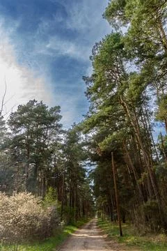 Path Through a Pine Forest Stock Photos