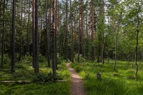 Path through a pine forest. Stock Photos