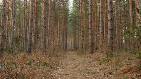 Path through pine tree forest Stock-Fotos