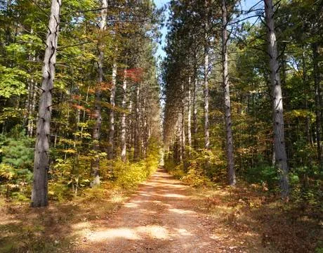 Path through pine trees Stock Photos