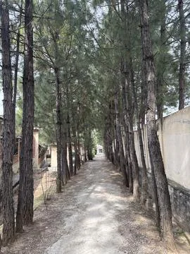 Path Through Pine Trees Stock Photos