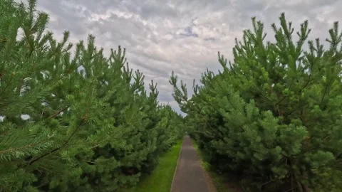 Path through pine trees under cloudy sky Видео 316006864