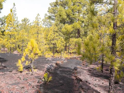 Path through pine trees in a volcanic landscape in Teide National Park Stock Photos