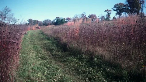 Path through prairie grass in Fall Stock Footage 73431732