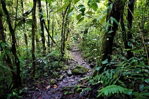 Path through the rain forest in Las Quebradas Stock Photos