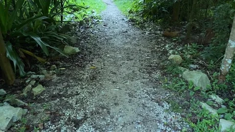 Path through a rainforest Video stock 164677155
