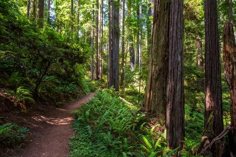 Path Through the Redwoods on the James Irvine Trail Redwoods, Prairie Creek.. Stock Photos