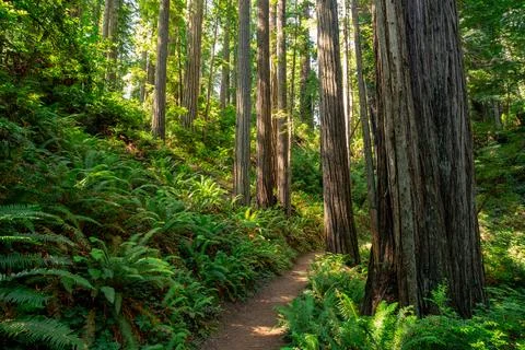 Path Through the Redwoods on the James Irvine Trail Redwoods, Prairie Creek.. Stock Photos
