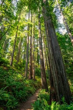 Path Through the Redwoods on the James Irvine Trail Redwoods, Prairie Creek.. Stock Photos