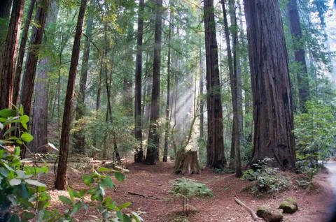Path through the Redwoods Foto stock