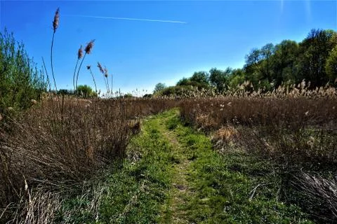 Path through the reed in protected landscape near Celle Stock Photos