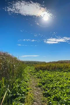 Path through reeds and forest, Poltava region, Ukraine Stock Photos