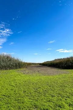 Path through reeds and forest, Poltava region, Ukraine Stock Photos