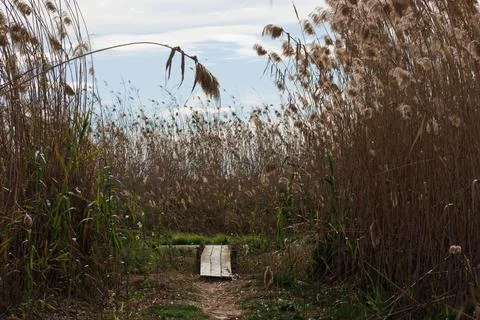 Path through reeds in the ecosystem of the El Hondo natural park Stock Photos