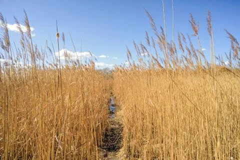 Path Through the Reeds Фото