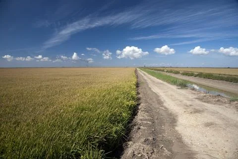 Path Through Rice Fields in Isla Mayor, Sevilla Near Doana Region Stock Photos