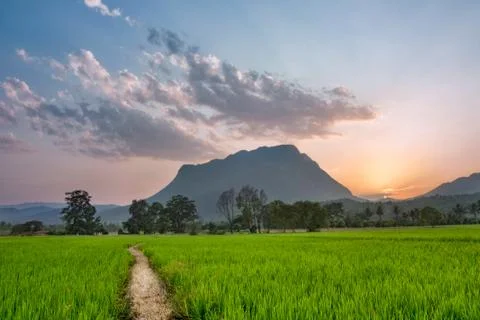 Path Through the Rice Fields Stock Photos