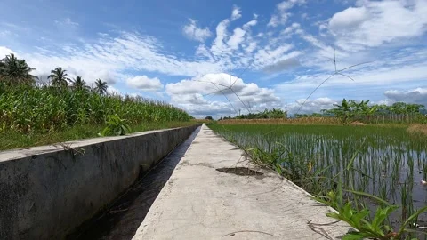 Path through Rice Fields in Sleman, Yogyakarta Stock Footage 320853132