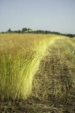 Path through a ripe flax field, partially harvested. Stock Photos