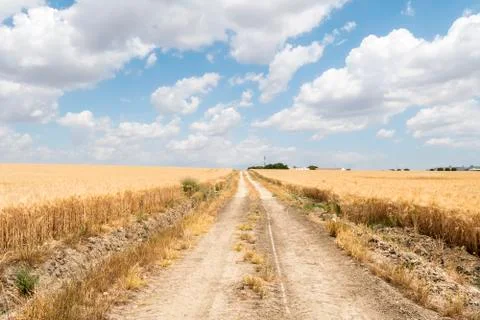 Path through ripe wheat field Stock Photos