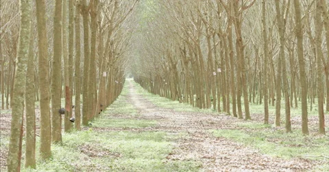 Path Through Rubber Tree Planation Stock-Footage 56439240