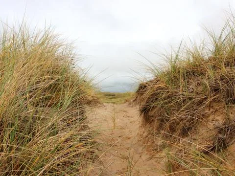 Path through Sand Dune with Wild Beachgrass Stock Photos