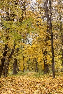 Path through a serene forest with vibrant autumn trees in bright colors Stock Photos