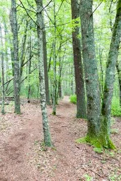 Path through Shoolman Preserve Stock-Fotos
