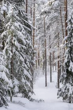 Path through the snow covered forest in winter day. Nature of Latvia Stock Photos