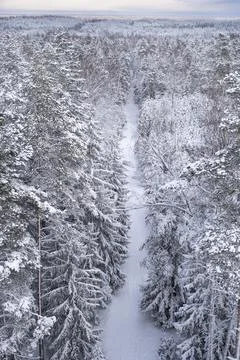 Path through the snow covered forest from a height. Nature of Latvia. Stock Photos