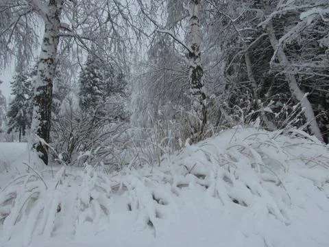 Path Through Snow Covered Winter Forest 스톡 사진