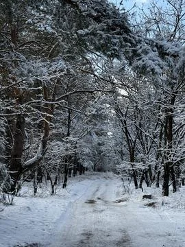 A Path Through the Snow-Draped Forest Foto stock