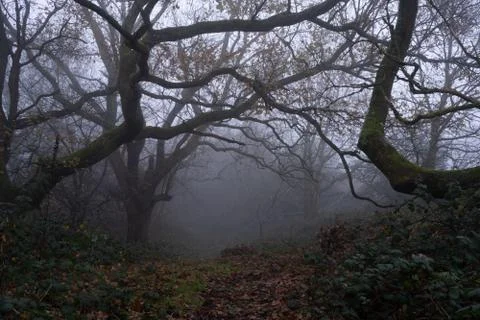 A path through a spooky forest of Oak trees on a moody, foggy winters day. Stock Photos