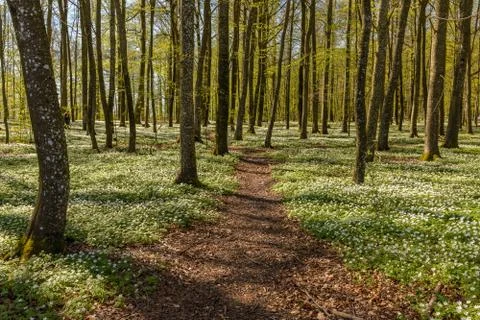 Path through the spring flowers in the beech forest - wood anemone, windflowe Stock Photos