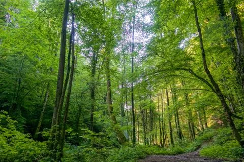 Path through a spring forest in bright sunshine, Bistriski Vintgar, Slovenia Stock Photos