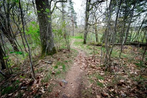 A path through the spring forest with the first greens Stock Photos