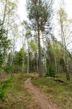 The path through the spring forest goes around the pine tree Stock Photos