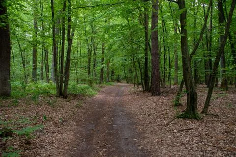 A path through a summer forest Stock Photos