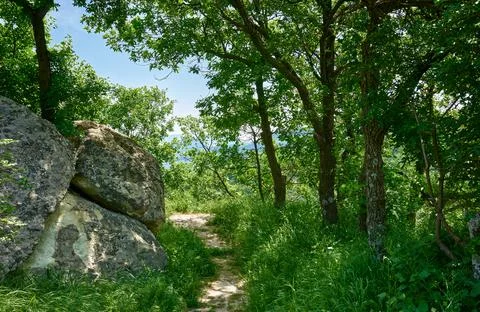 A path through sunlit forest Foto stock