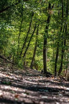 Path through the sunlit forest Stock Photos