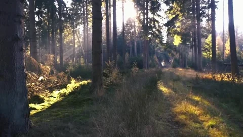 Path Through Sunlit Morning Woods Stock Footage 326152913