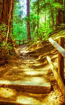 Path through sunlit redwood forest with wooden benches and railing Stock Photos